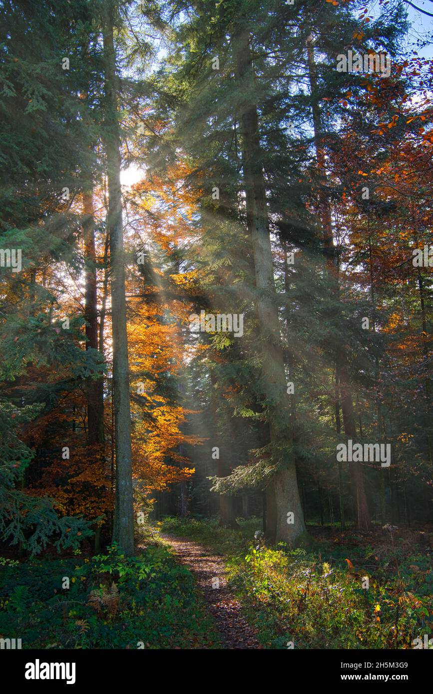 Silent Forest im Herbst mit schönen hellen Sonnenstrahlen Stockfoto