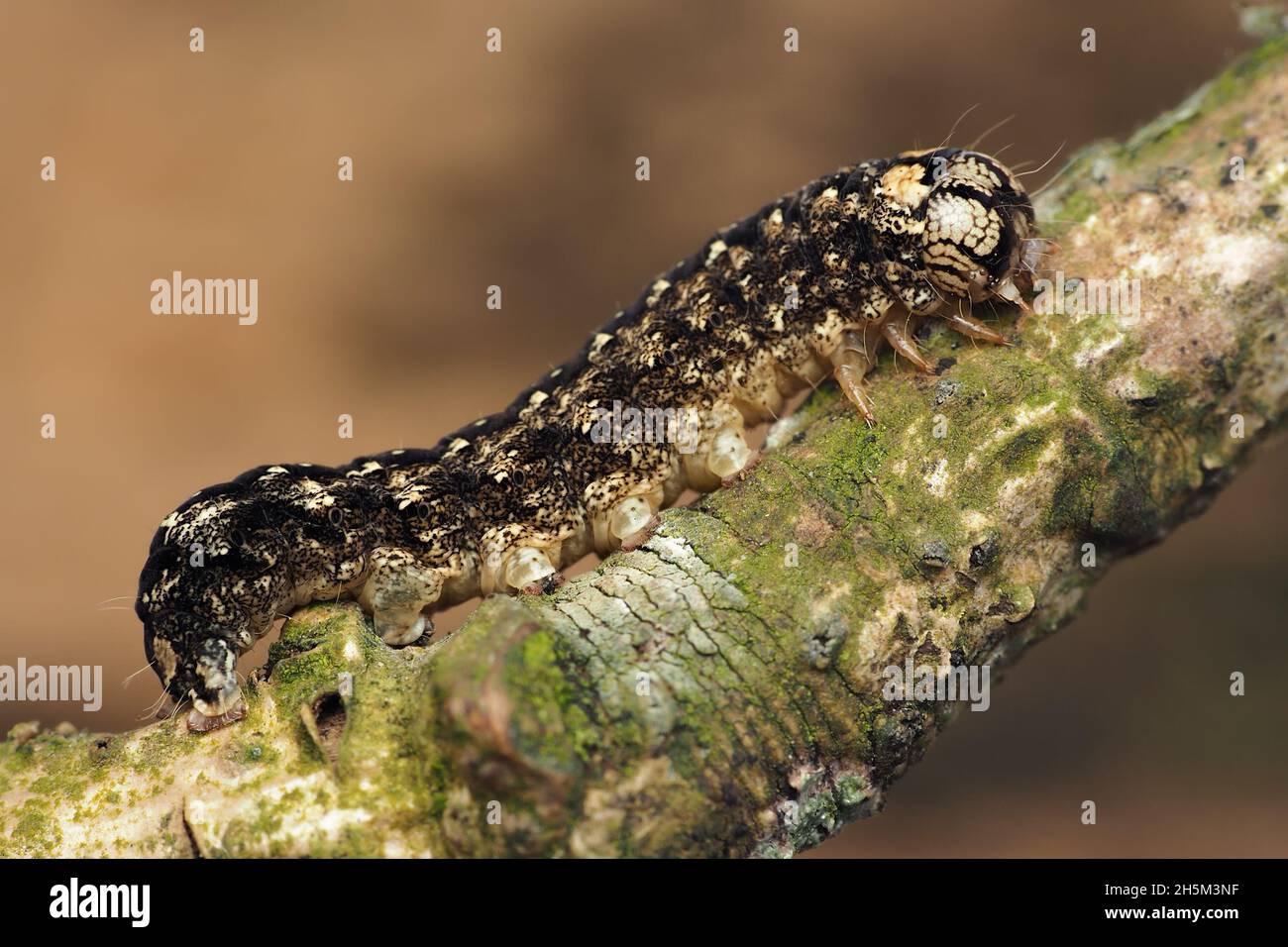 Merveille du Jour Motte Raupe (Griposia aprilina) kriechend entlang Eichenzweig. Tipperary, Irland Stockfoto