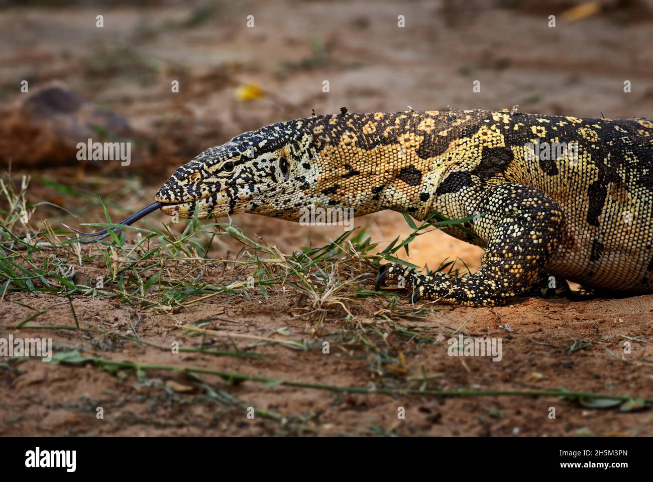 Nile Monitor - Varanus niloticus, große Eidechse aus afrikanischen Seen und Flüssen, Tsavo East, Kenia. Stockfoto
