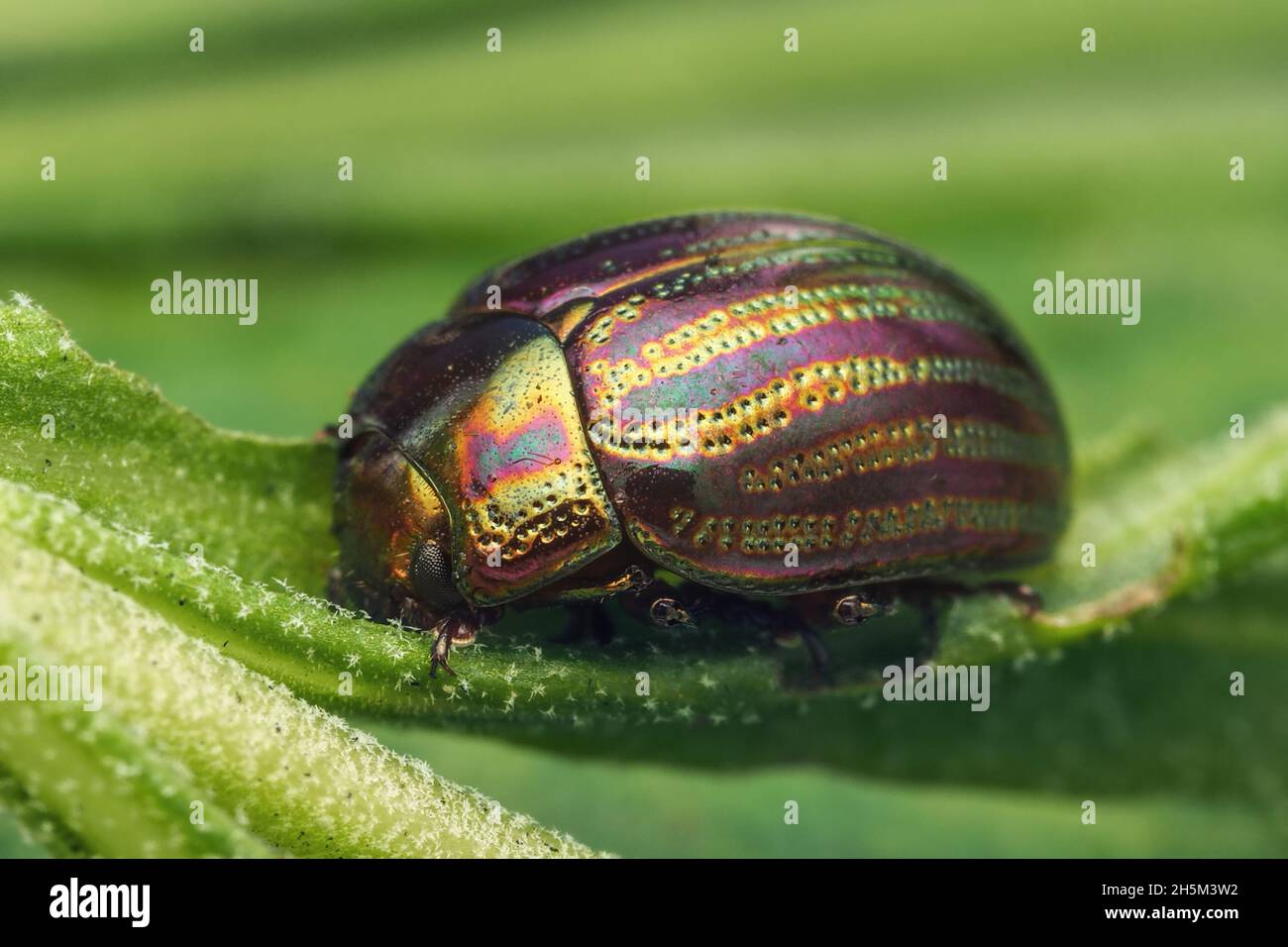 Rosmarinkäfer (Chrysolina americana) in Ruhe auf Lavendelblatt. Tipperary, Irland Stockfoto