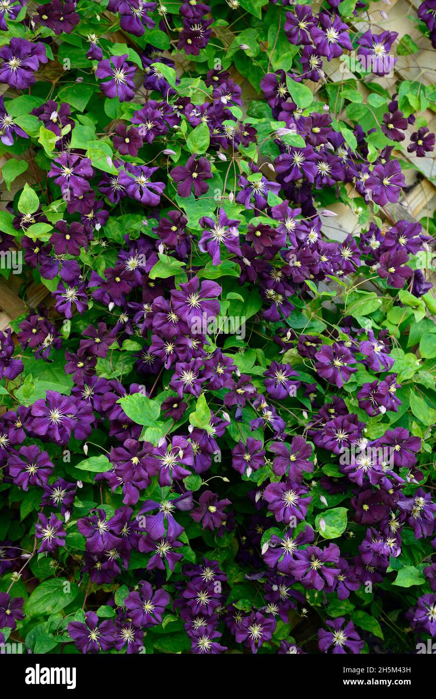 kirschlorbeer stamm kaufen Prunus lusitanica 'Angustifolia' auf Stamm main image 0