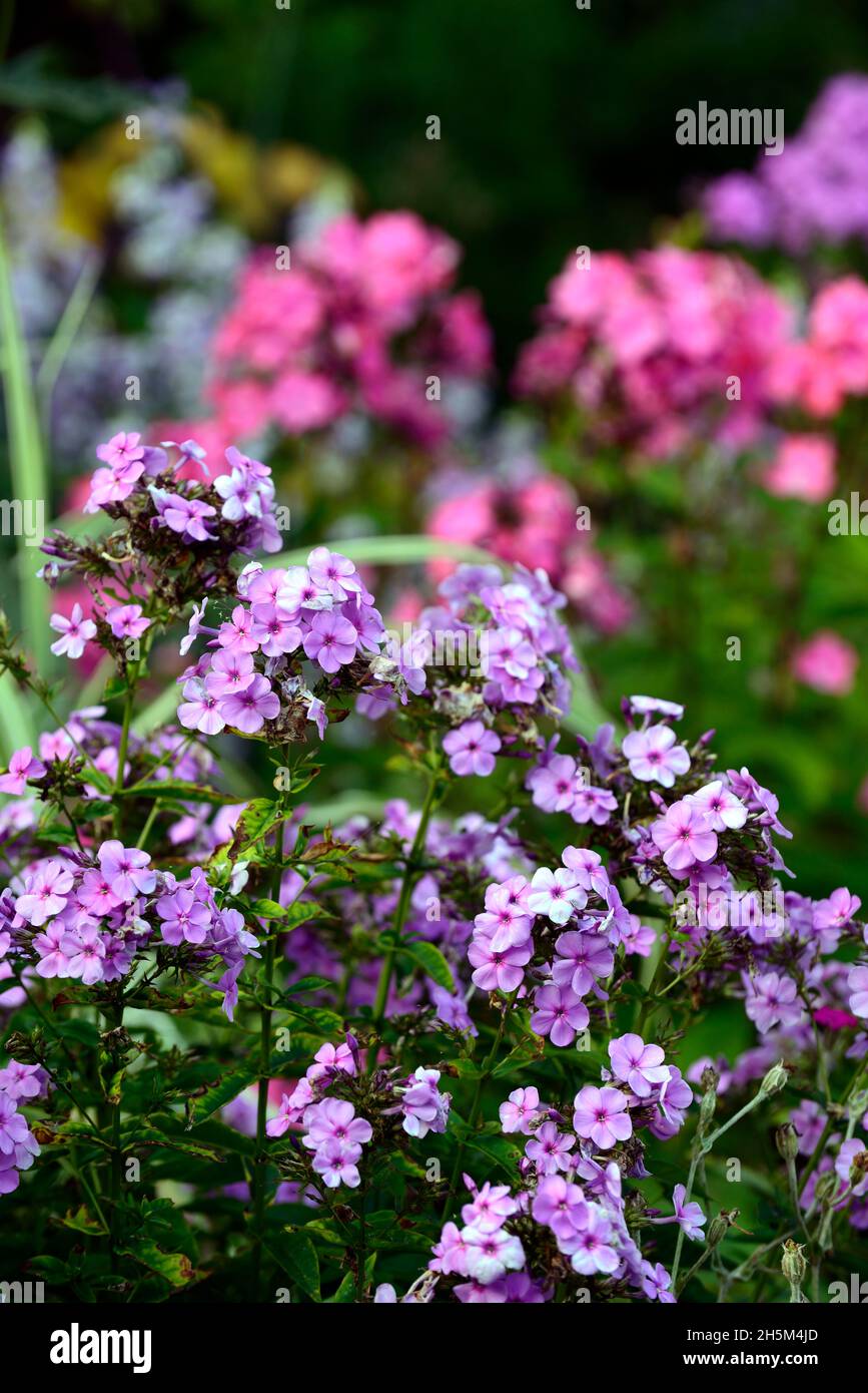 Phlox paniculata Lilac Zeit, Mehrjährige Phlox Lilac Zeit, Flieder Blumen, Blumen, Garten, Gärten, duftende, duftende Blumen, RM Floral Stockfoto