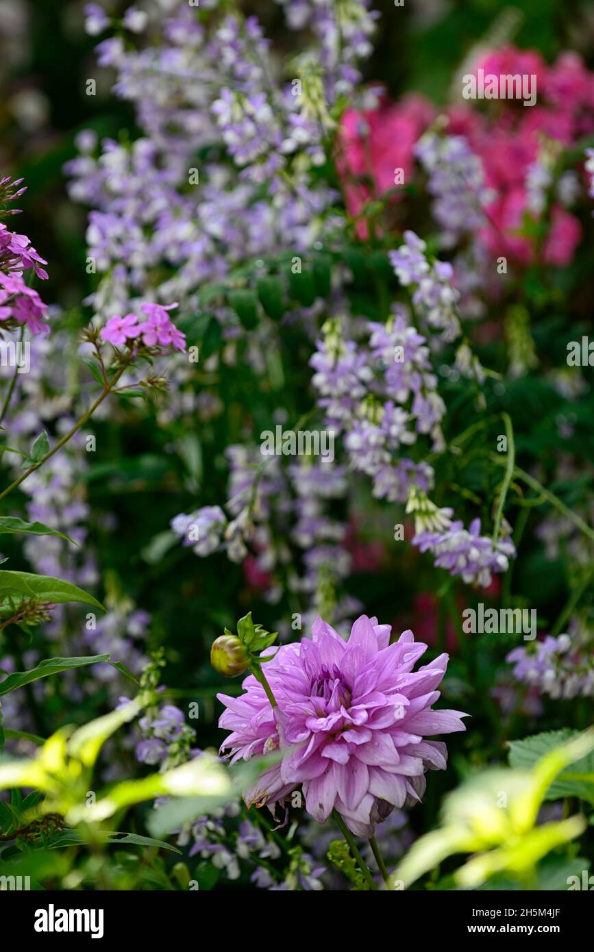 Dahlia Blue Boy, Semi-Dinner-Teller Dahlia Sorte, Dahlien, Blume, Blumen, Blüte, lila blaue Blumen, RM Floral Stockfoto