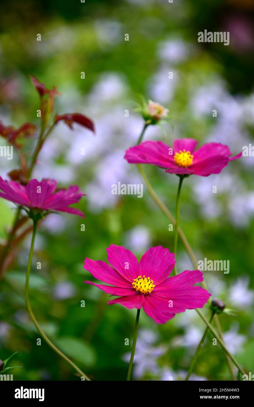 Kosmos bipinnatus Dazzler, lila Kosmos Blumen, Blumen, Blume, Blüte, gemischtes Pflanzenschema, RM Blumen Stockfoto