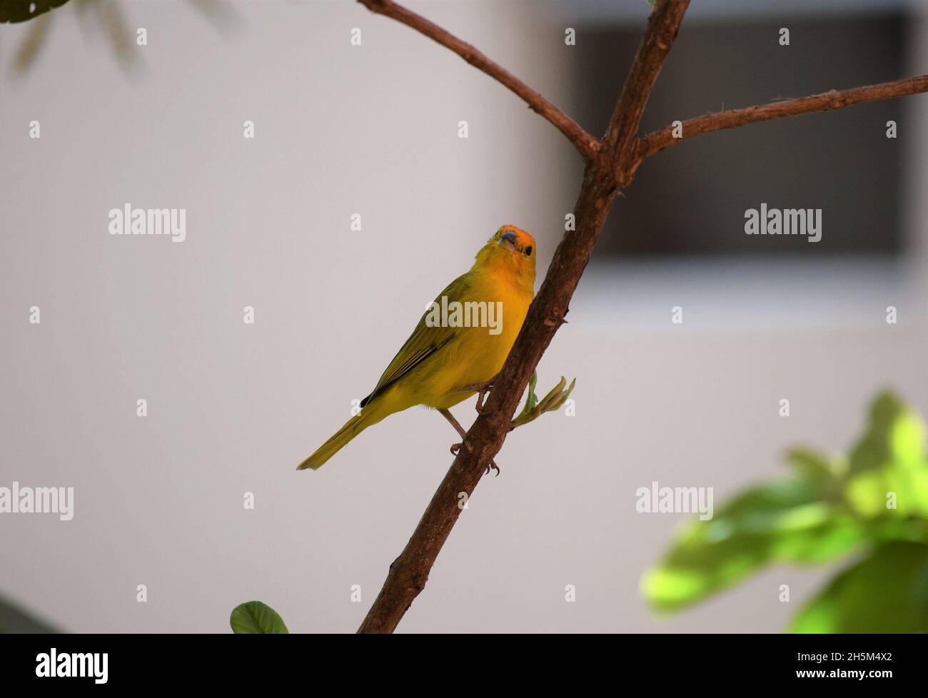 Canarinhos (Sicalis flaveola) Stockfoto