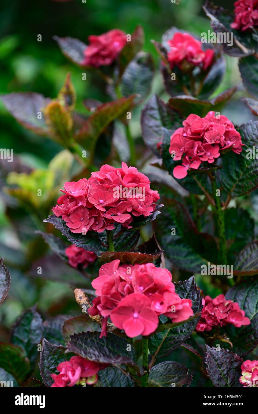 Hortensia macrophylla Lady in Rot, Lacecap Hortensia Lady in Rot, rote Blüten, dunkles Laub, dunkle Blätter, Hortensien, RM Floral Stockfoto