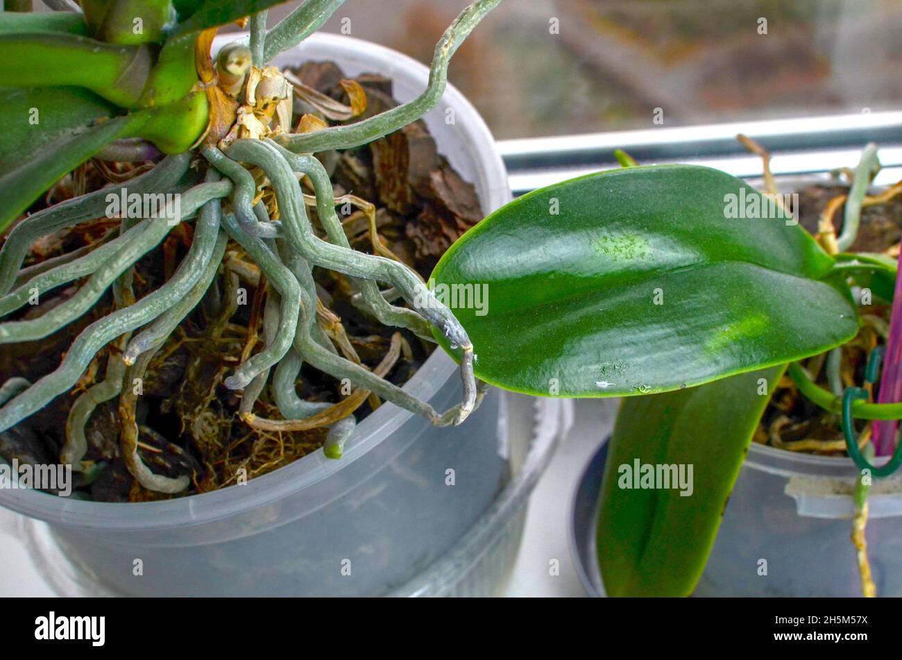 Insektenschädling-Malybug auf Orchideenblättern und -Wurzeln Stockfoto