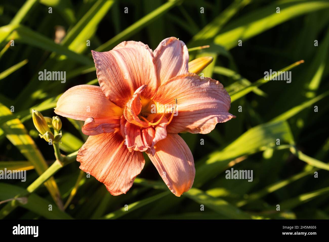 Ein wunderschöner rosa Tag, Hemerocallis in einem üppigen Garten in estnischer Landschaft, Europa. Stockfoto