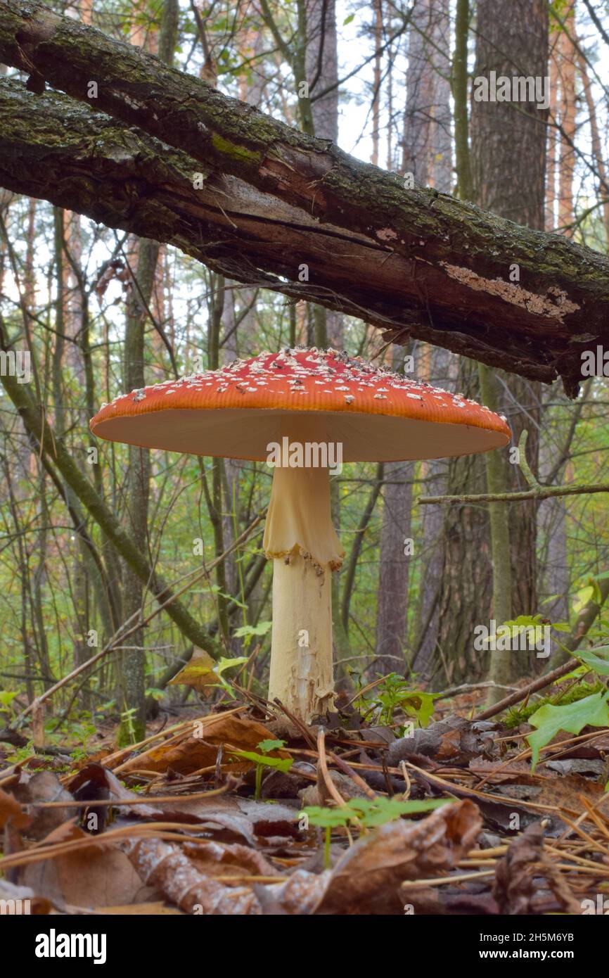 Im Wald wächst auf trockenem Gras ein giftiger Pilz, rot in Flecken. Vorder- und Hintergrund sind unscharf. Vertikaler Rahmen Stockfoto