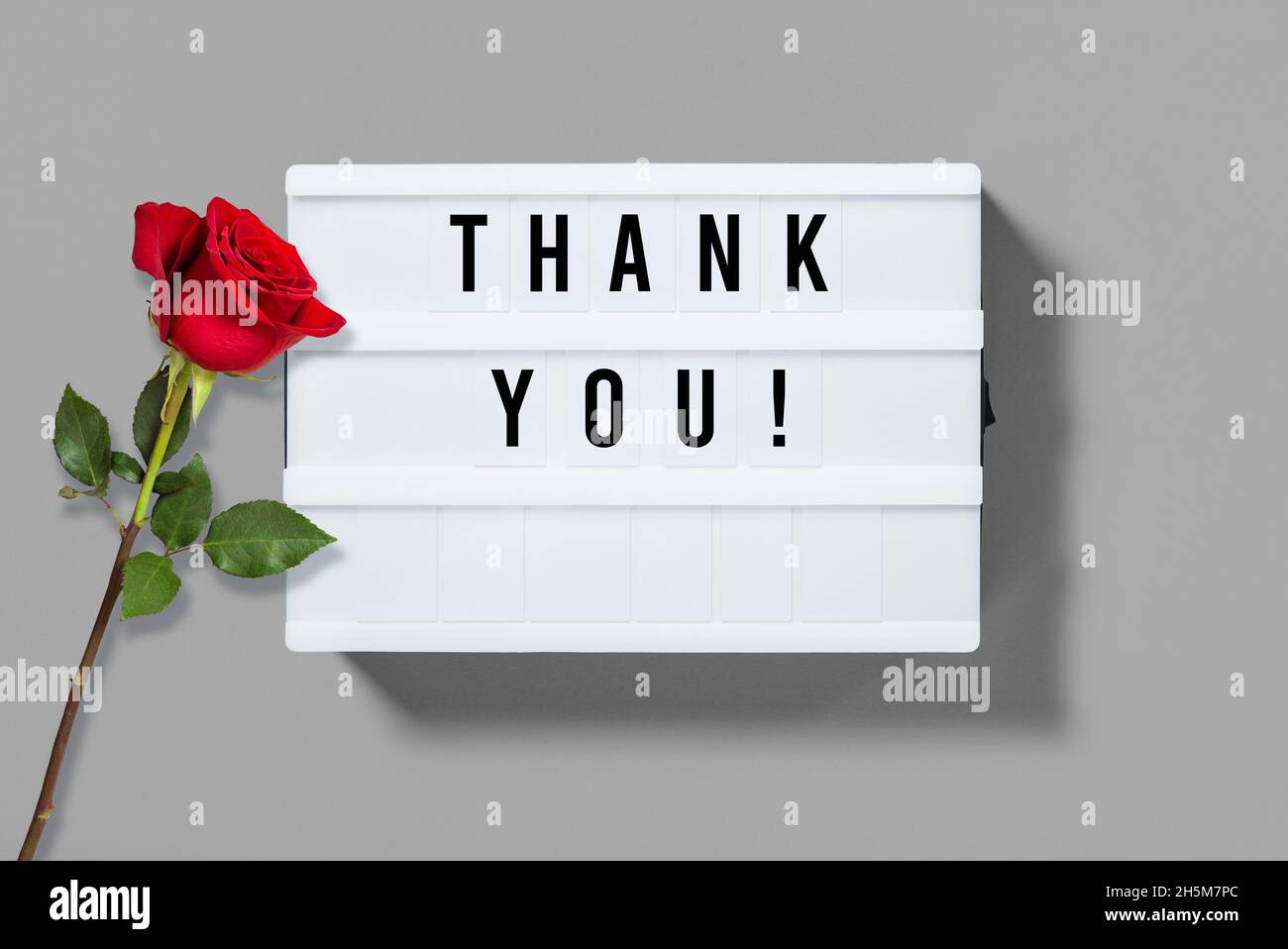 Vielen Dank! Leuchtkasten mit Buchstaben und roter Rose Blume Dekoration Stockfoto