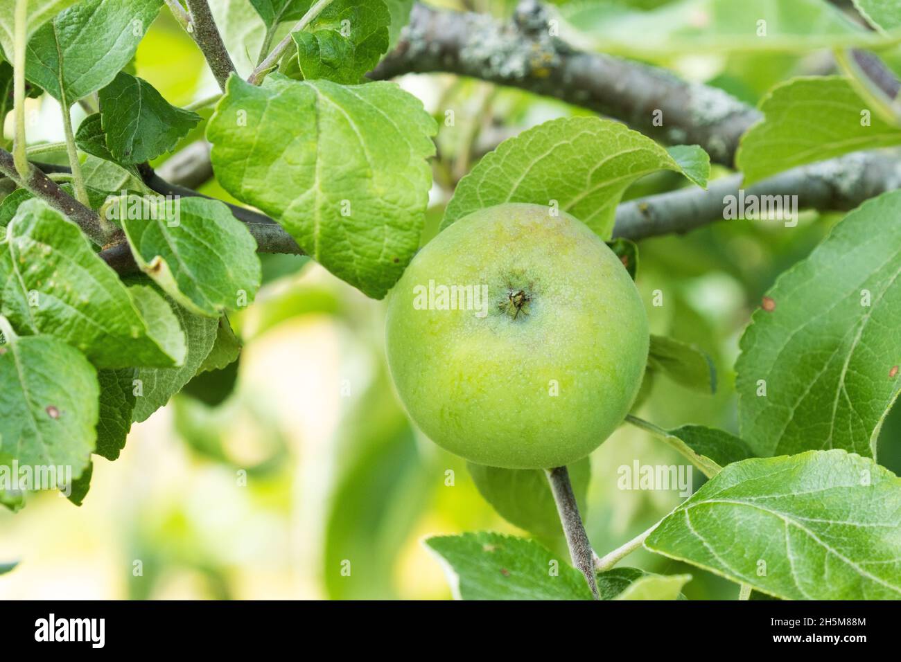 Grüner, roher Apfel inmitten von üppigen Blättern im Mittsommer in Europa. Stockfoto