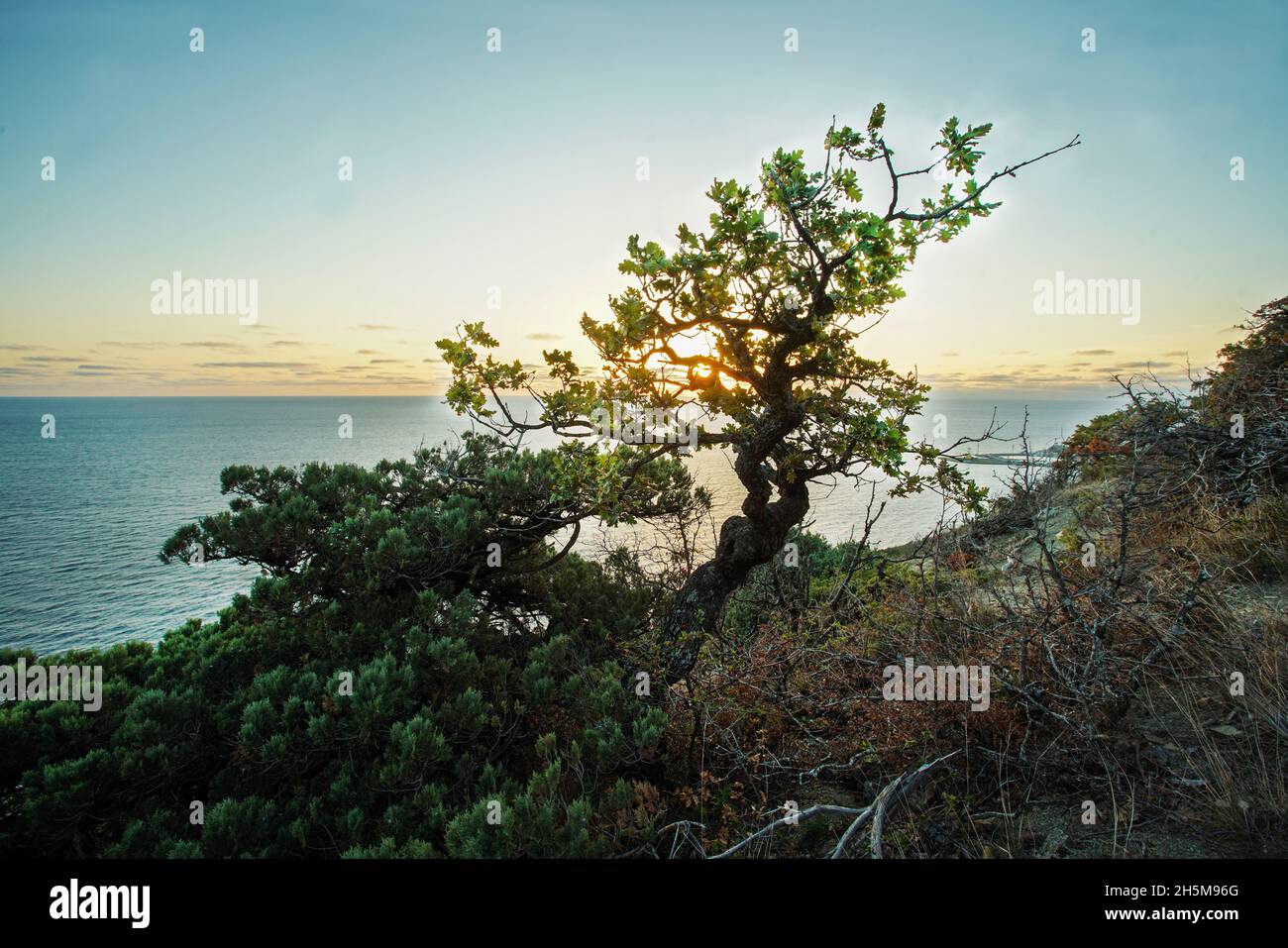 Fantastische Natur -Naturschutzgebiet Bolschoy Utrish, kleine Eiche auf einem Hang über dem Schwarzen Meer, wo starke Schläge bis zu 30-40m im Abschnitt Es gibt eine l Stockfoto