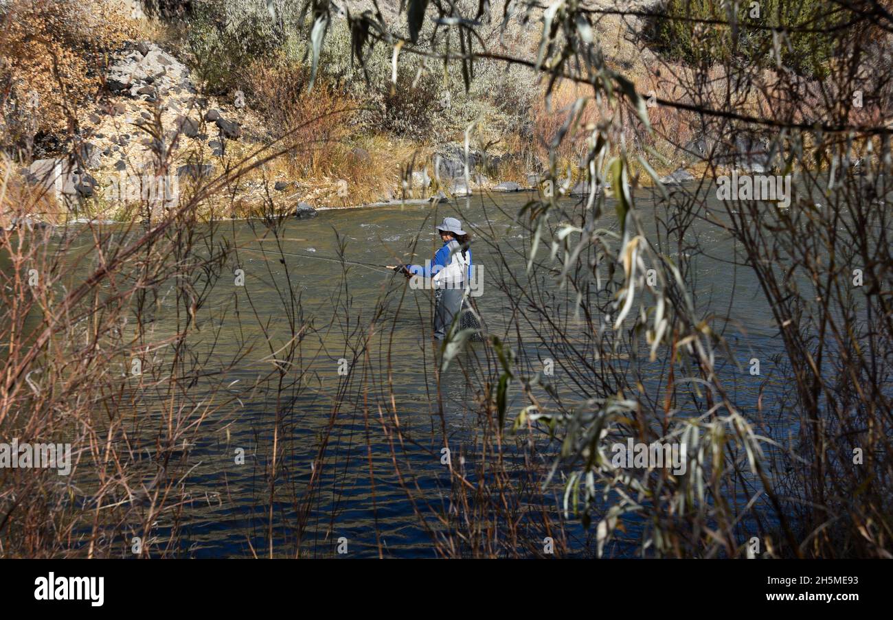 Eine Fischerin oder eine weibliche Fischerin fliegt im Rio Grande in der Nähe von Taos, New Mexico, Fische. Stockfoto