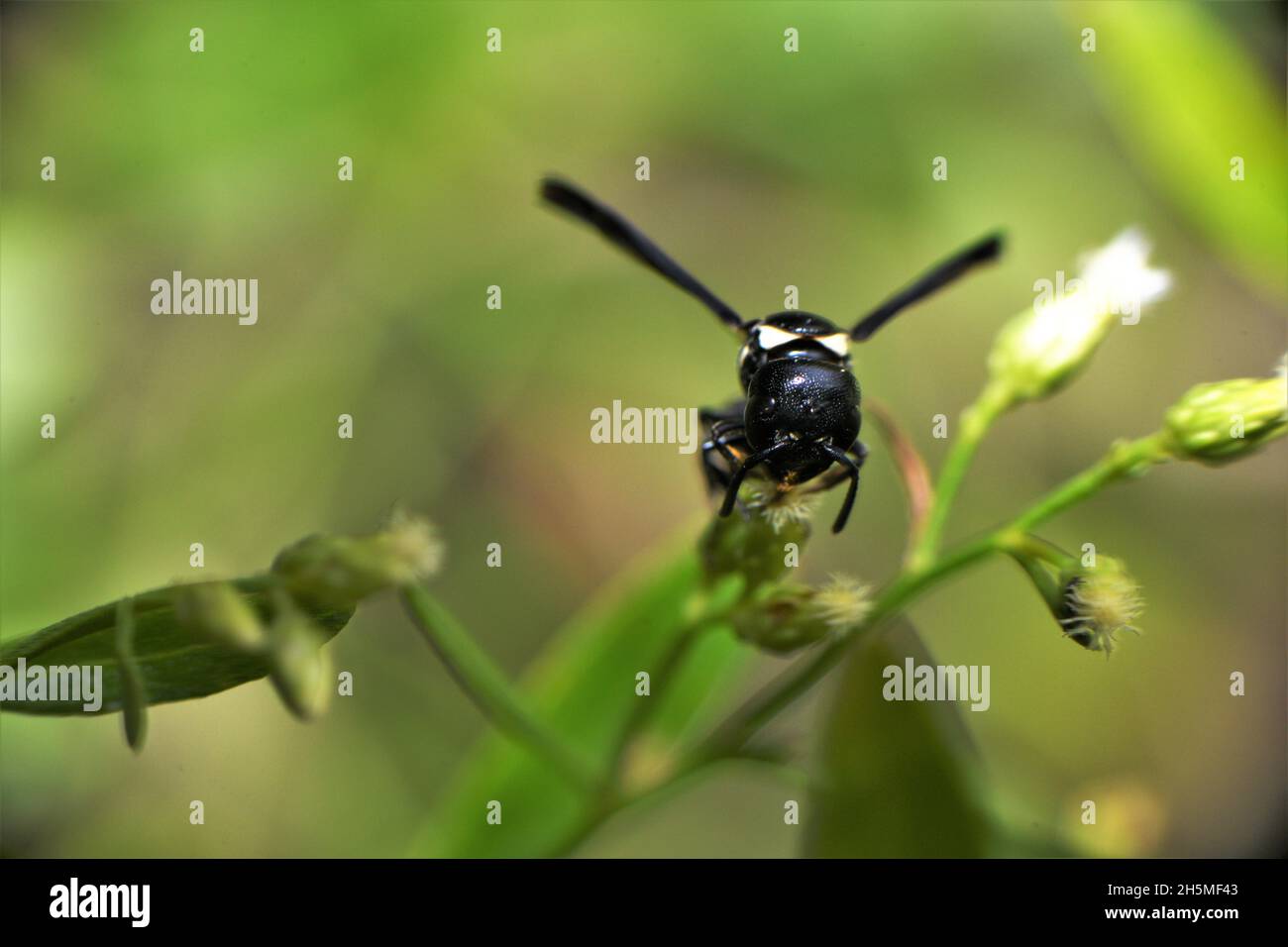 Weiße schwarze Wespe. Stockfoto