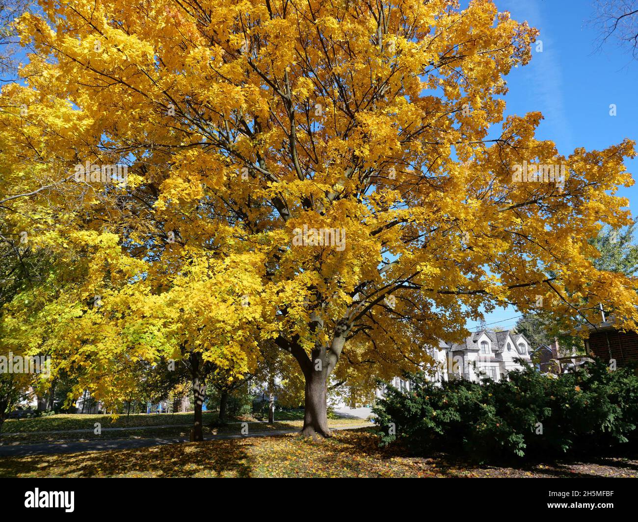 Verbreitung von Norway Maple Tree in leuchtendem Goldgelb auf einer Wohnstraße Stockfoto