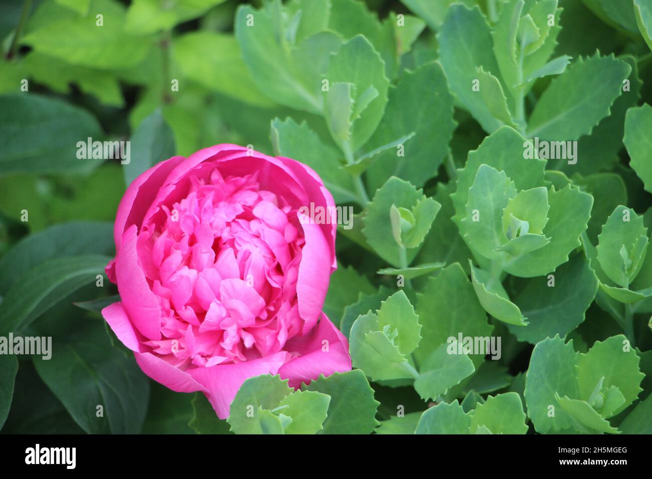 Rosa Pfingstrose Blütenblätter Nahaufnahme Makro romantischen Hintergrund. Stockfoto