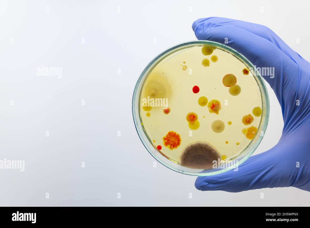 Petrischale mit bunten Bakterien, Bazillen, Schimmel und Staphylokokken in der Hand eines Wissenschaftlers im Labor. Stockfoto