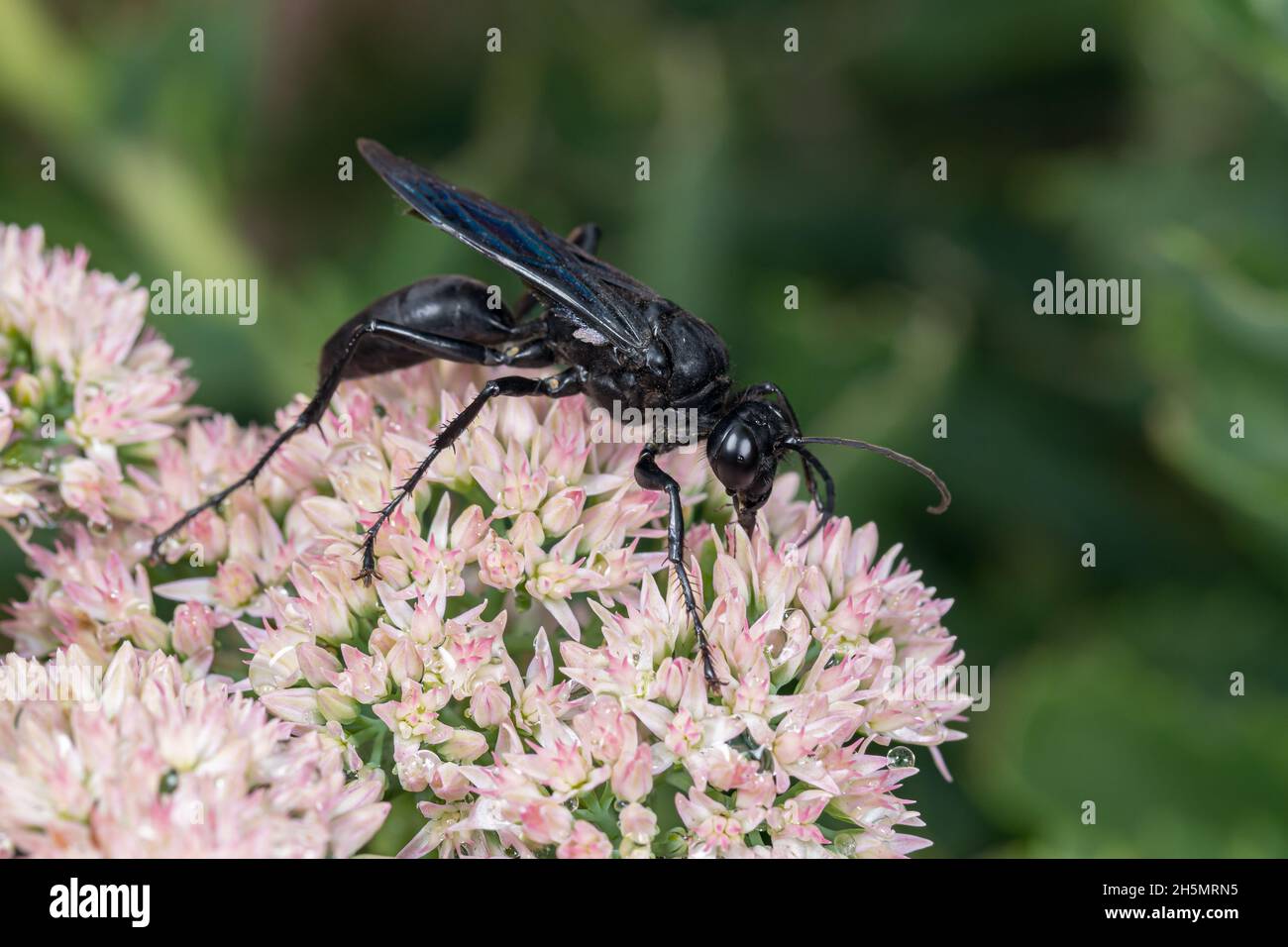 Große schwarze Wasp Fütterung auf Nektar von Sedum Pflanze. Insekten-und Wildlife-Schutz, Lebensraumkonservierung, und Hinterhof-Blumengarten-Konzept. Stockfoto