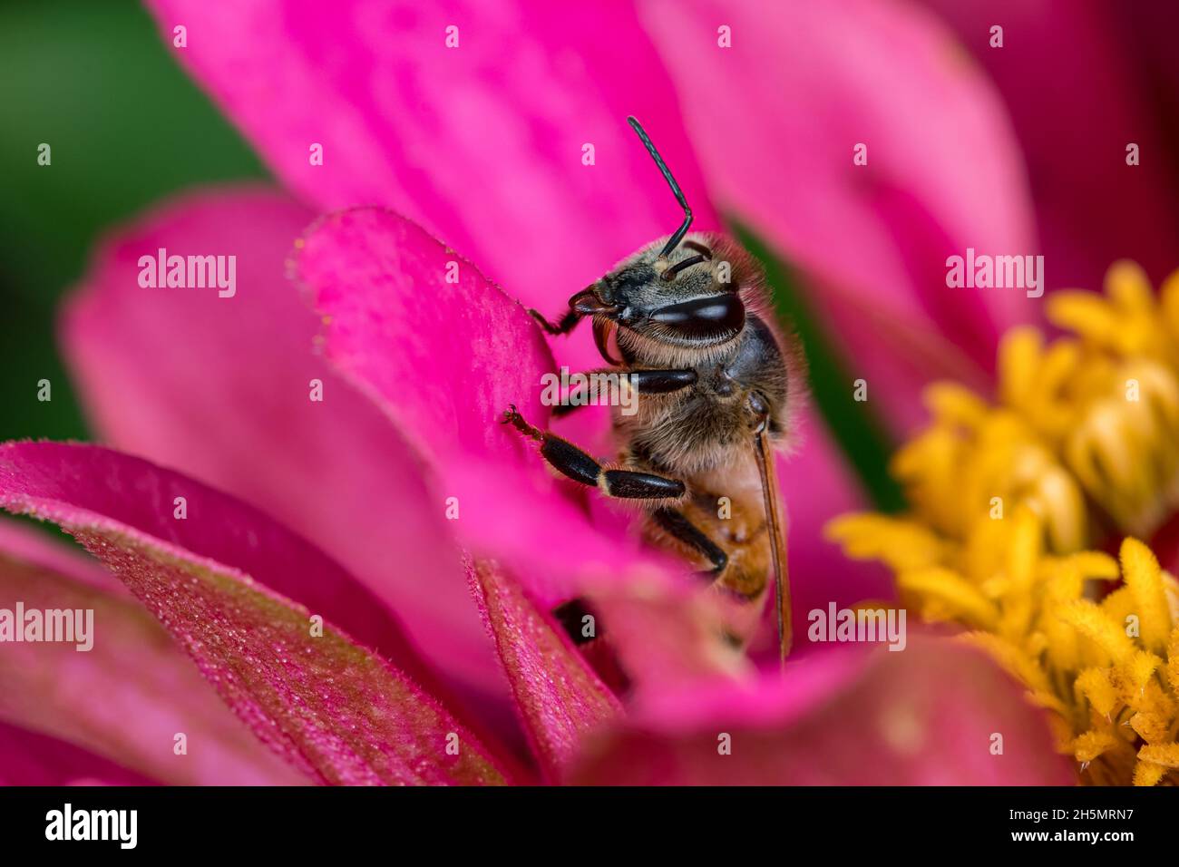 Honigbiene auf Blume. Schutz von Insekten und Wildtieren, Erhaltung von Lebensräumen und Gartenkonzept für Gartenblumen Stockfoto