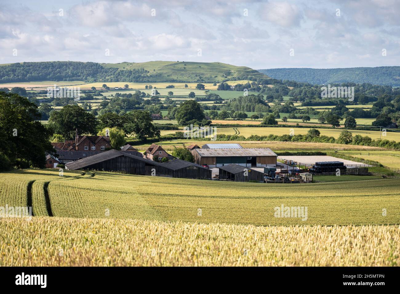Die Festung auf einem Hügel aus der Eiszeit am Hambledon Hill erhebt sich über den Feldern und Höfen des Blackmore-Wals in North Dorset, England. Stockfoto