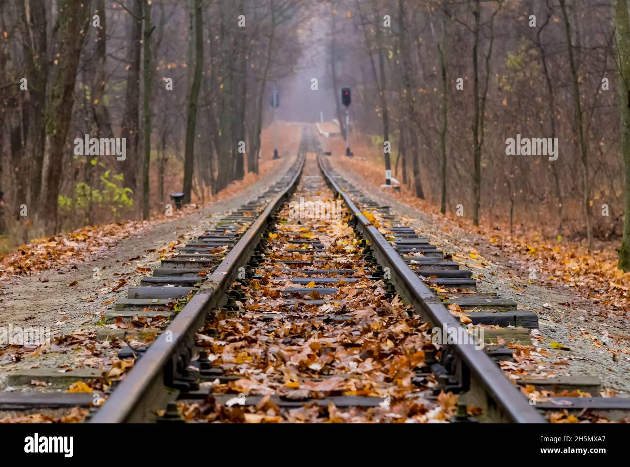 Eisenbahn-Singletrack durch den Wald im Herbst. Herbstlandschaft. Rotes Semaphore-Signal. Stockfoto