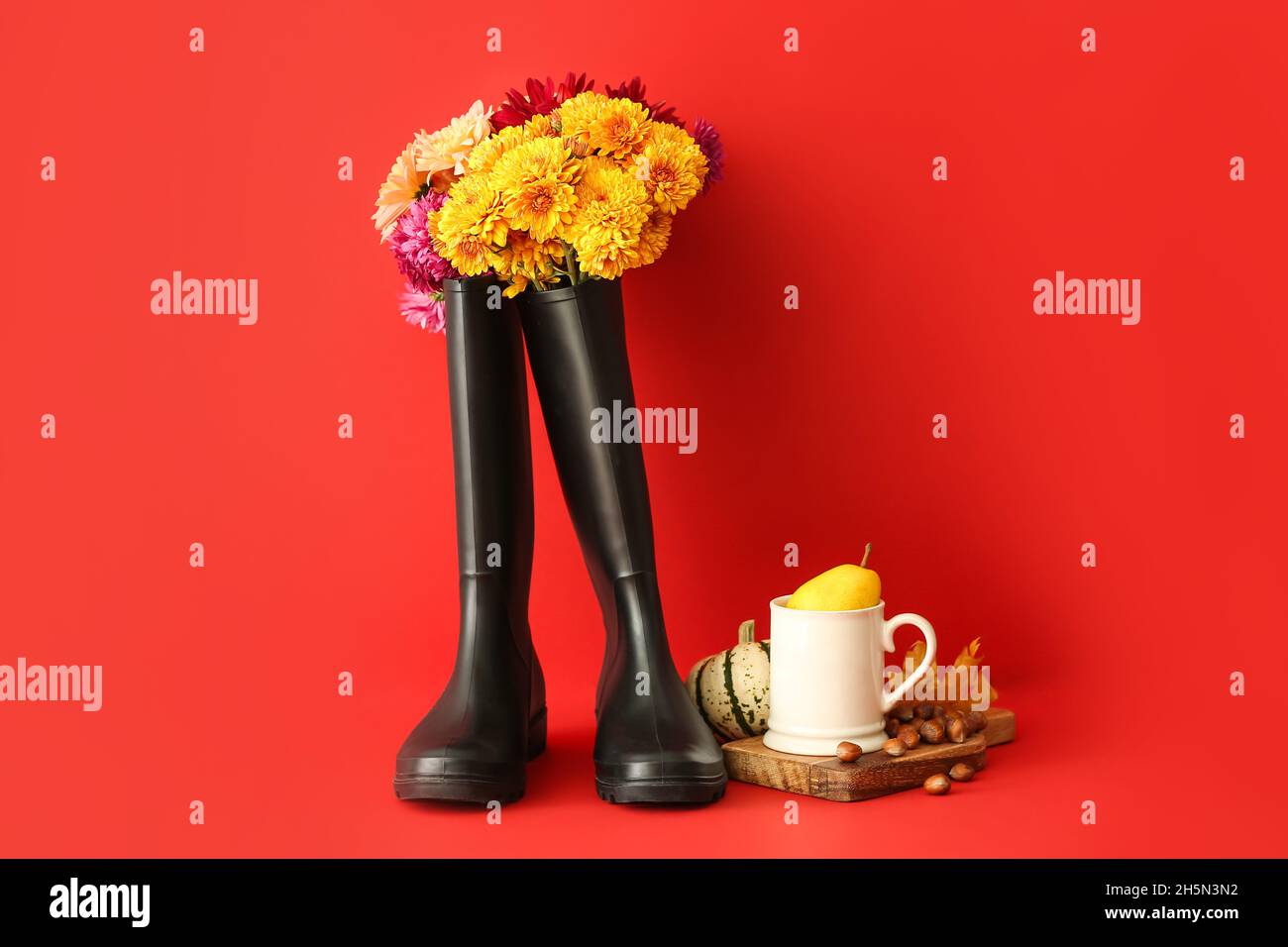 Komposition mit Gummistiefeln, Blumen und Nüssen auf farbigem Hintergrund Stockfoto
