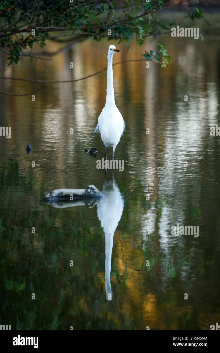 Brisbane, Australien. September 2021. Intermediate Egret (Ardea intermedia) jagt im Teich nach Fischen (Foto: Joshua Prieto/SOPA Images/Sipa USA) Quelle: SIPA USA/Alamy Live News Stockfoto