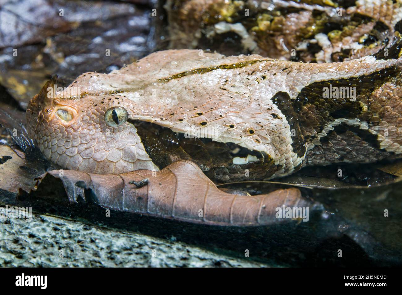 Die Gabun-Viper (Bitis gabonica) ist eine Viper-Art, die in den Regenwäldern und Savannen des subsaharischen Afrikas vorkommt. Wie alle Ottern ist es giftig. Stockfoto