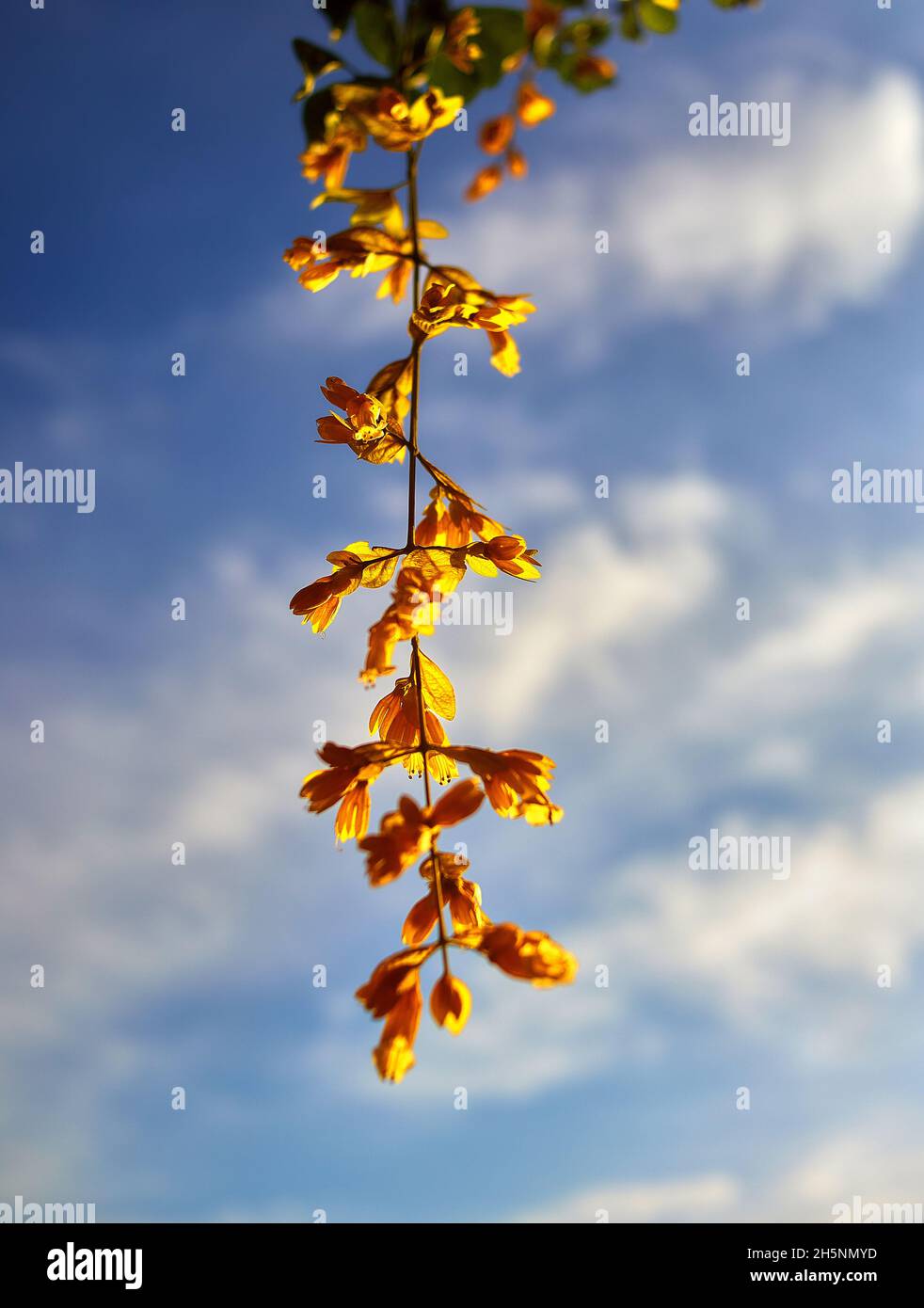 Ein paar gelbe goldene Kranz Blume isoliert auf Himmel Hintergrund Stockfoto