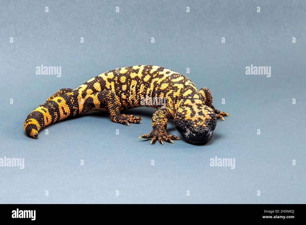 Gila Monster Lizard isoliert auf grauem Hintergrund Stockfoto