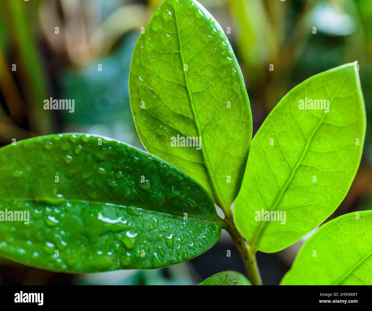 Nahaufnahme von grünen Blättern. Wassertropfen auf grünes Palmenblatt, Nahaufnahme, Makroaufnahme. Große Blätter mit Tropfen darauf. Stockfoto