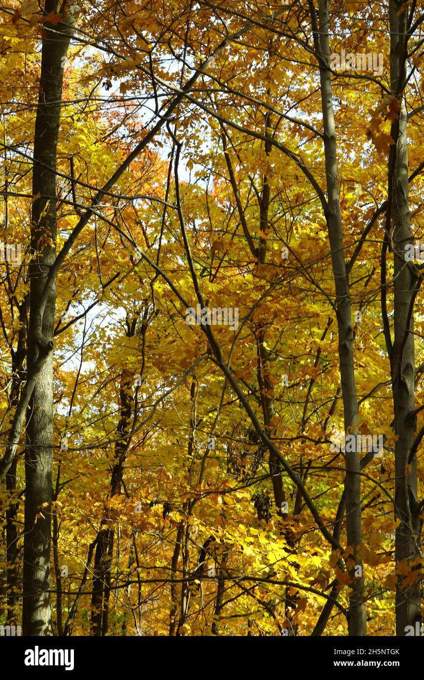 Herbstfarbe im Wald Stockfoto