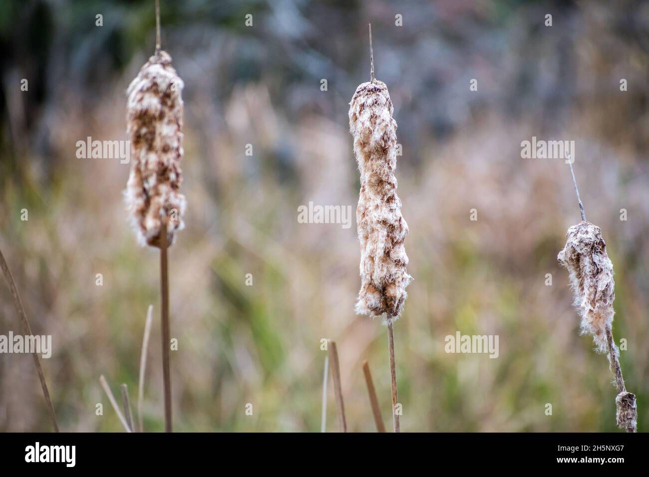 Eine braune Wildblume in Hilton Head Island, South Carolina Stockfoto