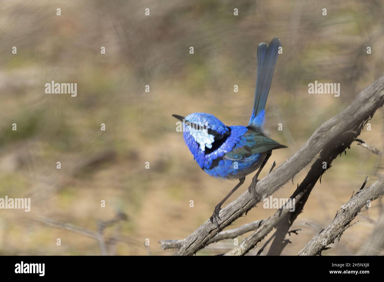 Ein erwachsenes Männchen, prachtvoller Fairywren (Malurus splendens), in seinem reichen, bunt-blauen Brutgefieder, das auf einem Zweig thront. Stockfoto