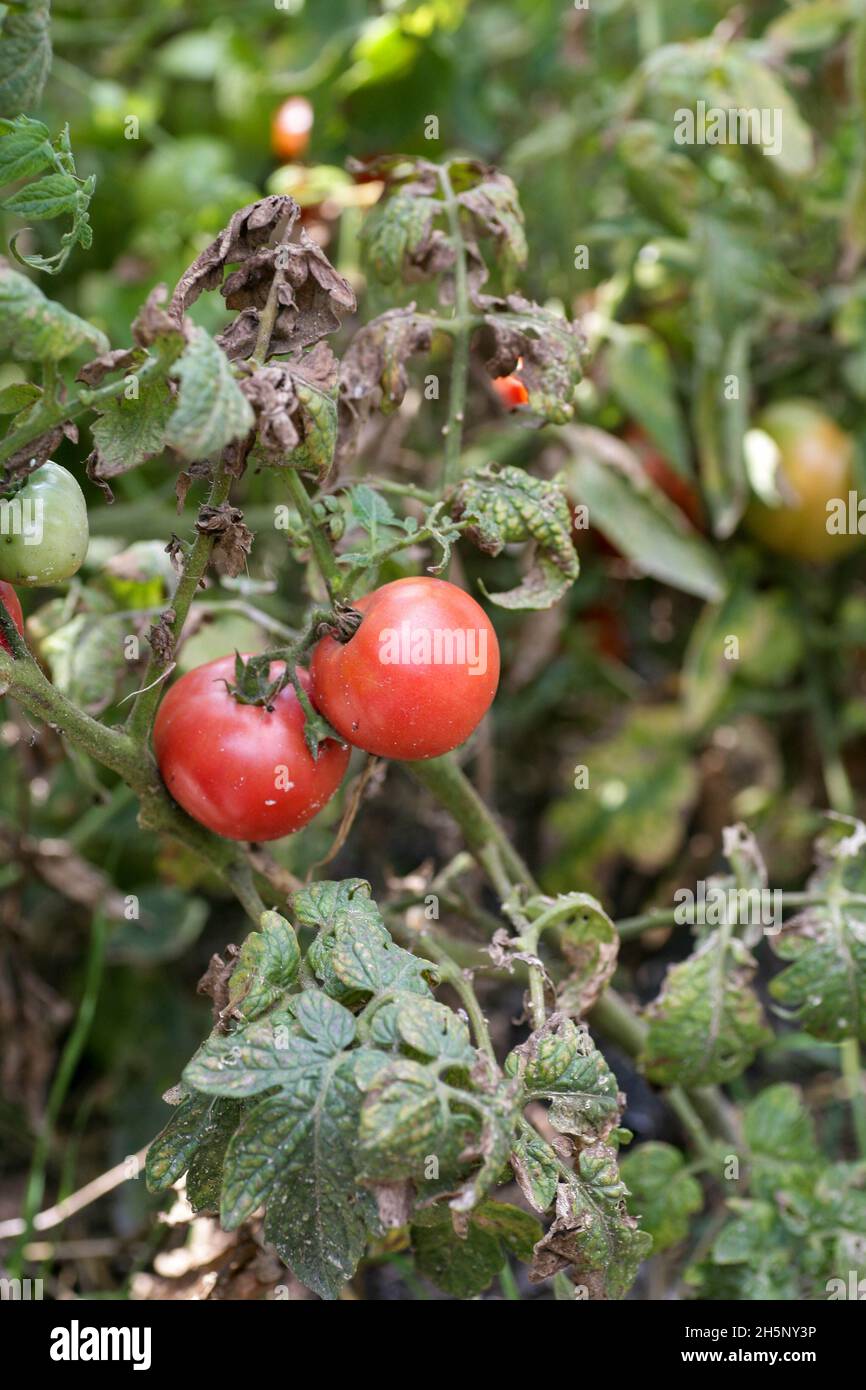 Pilzerkrankungen gefährliche Krankheiten von Tomaten, die Vertreter von Nachtschatten vor allem Kartoffeln betrifft. Diese Krankheit wird durch pathogene Organismen verursacht, die sich zwischen Pilzen und Protozoen-Grauflecken befinden Stockfoto