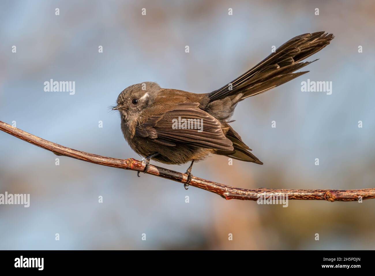 Neuseeland Fantail (Black Phase) Stockfoto