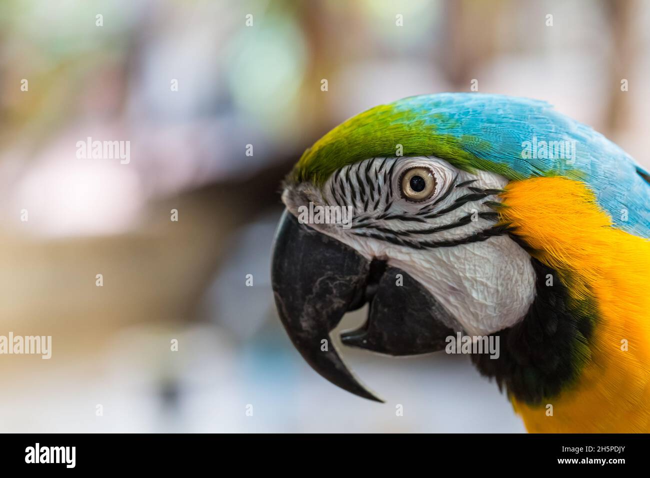 Nahaufnahme von bunten Papageien Kopf Natur Hintergrund Stockfoto