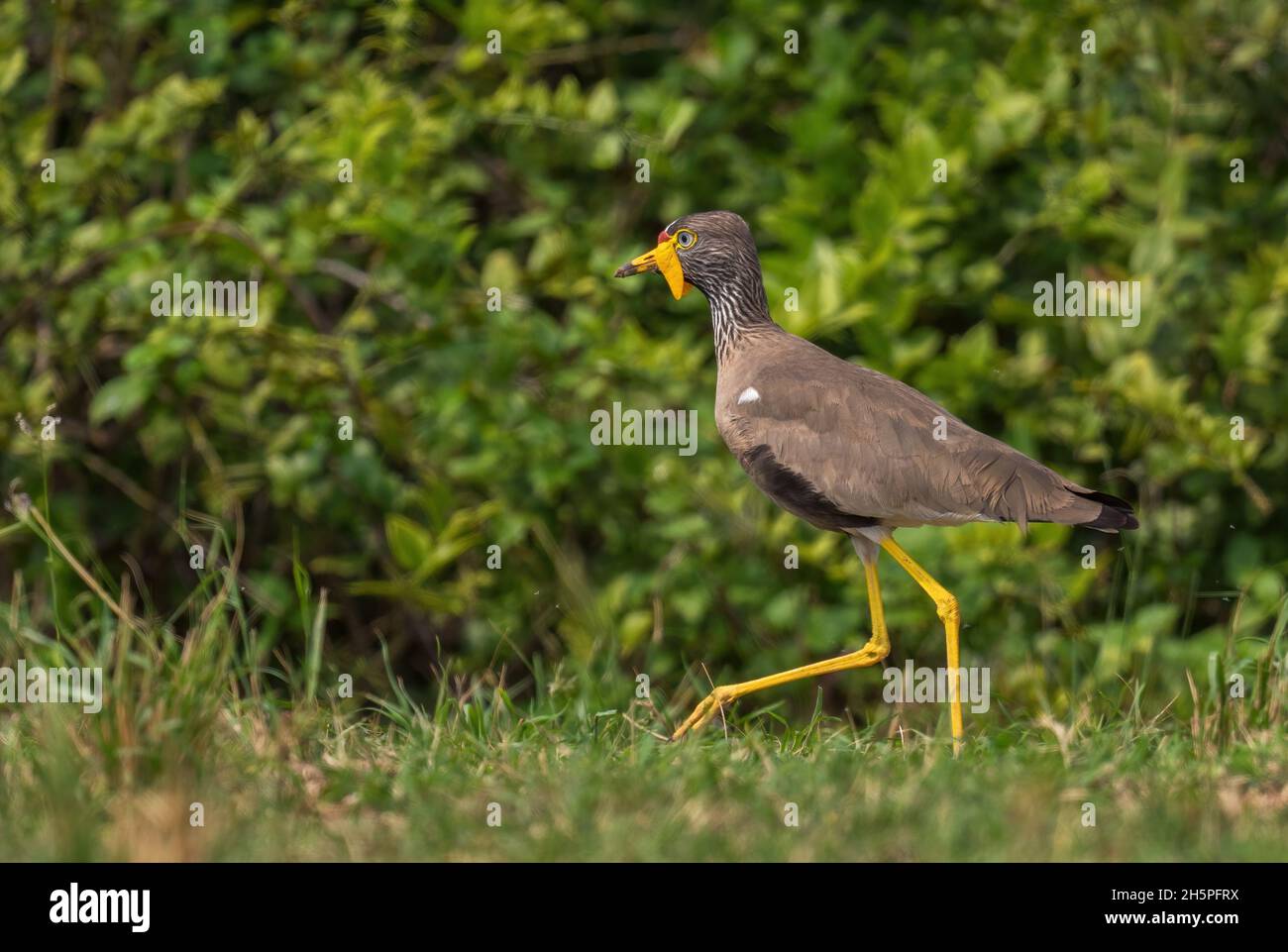 African watled Kiebitz - Vanellus senegallus, schöner spezieller Kiebitz aus afrikanischen Savannen und Sträuchern, Queen Elizabeth National Park, Uganda. Stockfoto