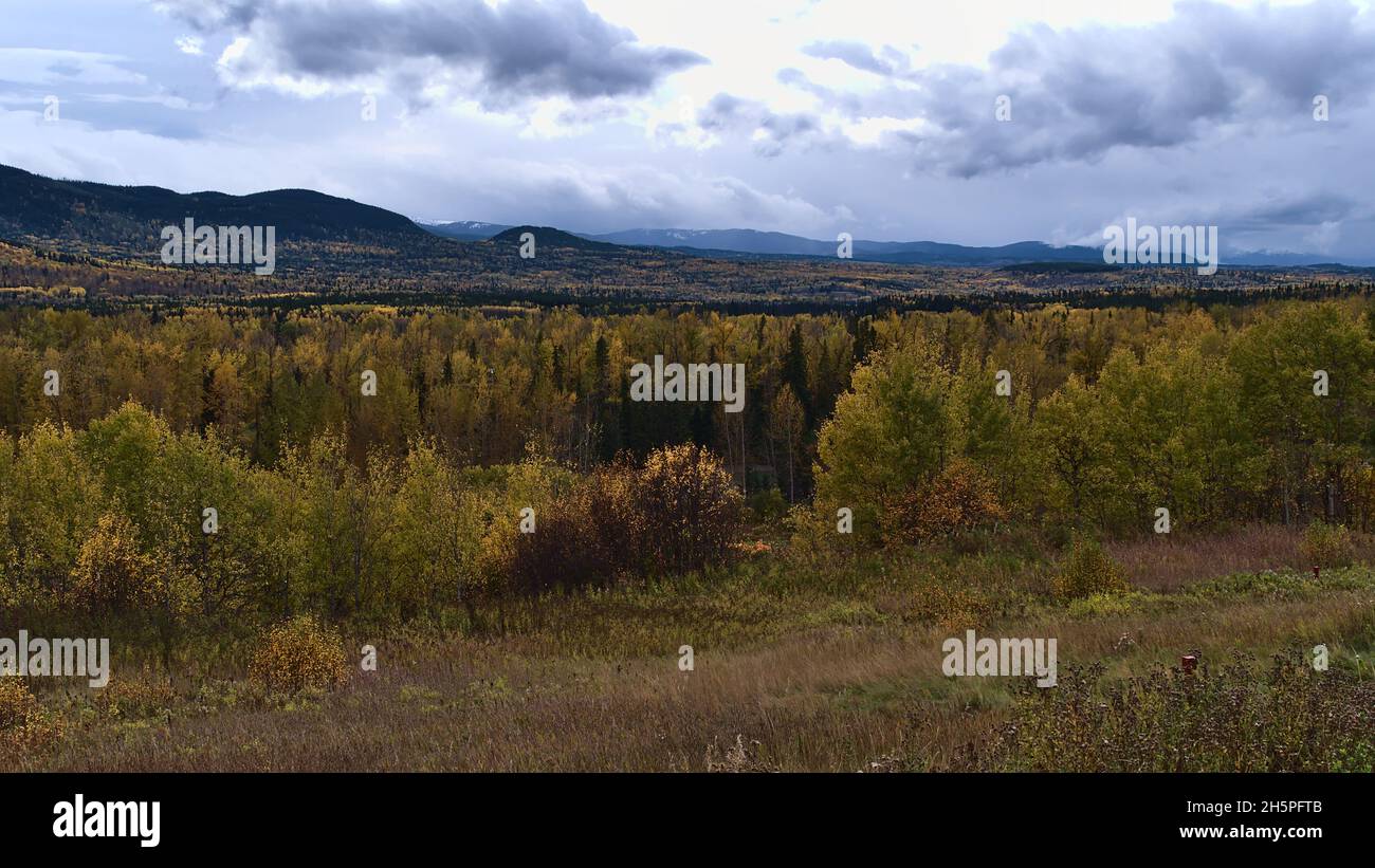 Herbstlandschaft mit gelb gefärbten Bäumen im Bulkley River Valley in der Nähe des Yellowhead Highway (16) südlich von Smithers, British Columbia, Kanada. Stockfoto