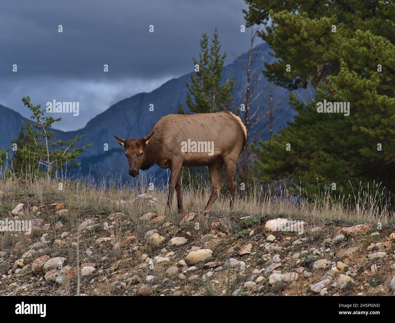 Weidende weibliche Elche (auch wapiti, Cervus canadensis) mit braunem Fell in Jasper, Alberta, Kanada, in den Rocky Mountains zwischen Steinen und trockenem Gras. Stockfoto