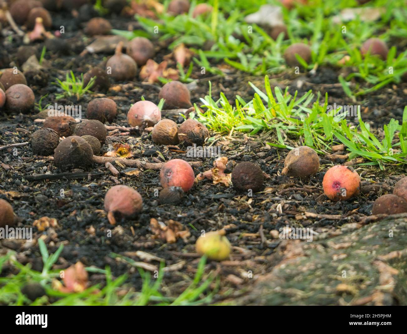 Die essbare rosafarbene Frucht der großblättrigen Bayan- oder  Ficus-Jungfrauen, braun, überreif und verrottet auf dem Boden unter Schmutz  und grünem Gras Stockfotografie - Alamy