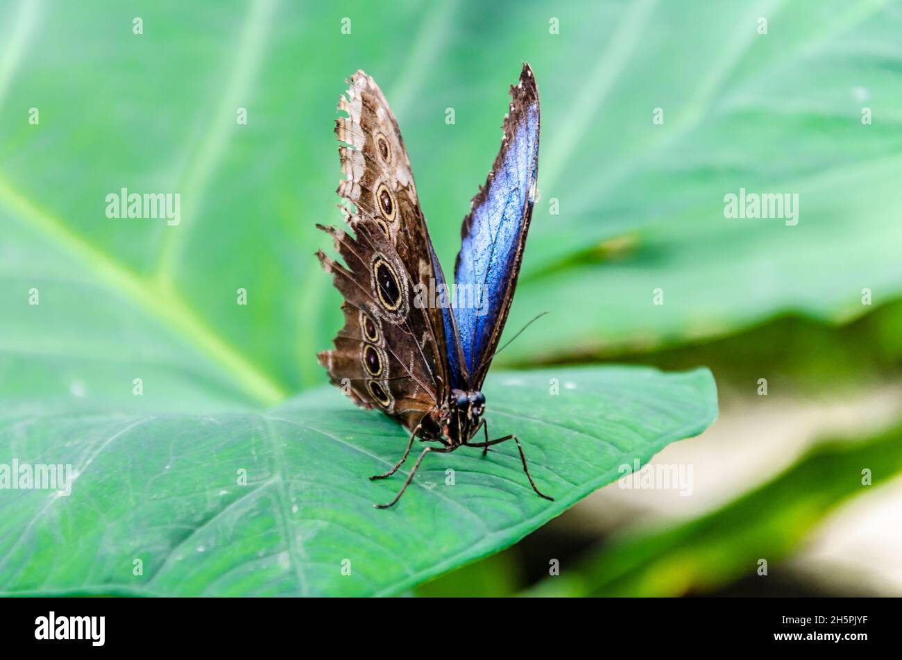 Schöner Morpho Peleides (Blauer Morpho) Schmetterling auf grünen Blättern Stockfoto