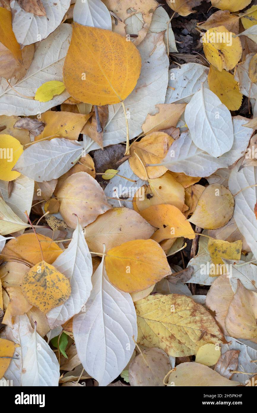 Gefallene gelbe Blätter bedecken einen Waldboden in Herbstwäldern Stockfoto