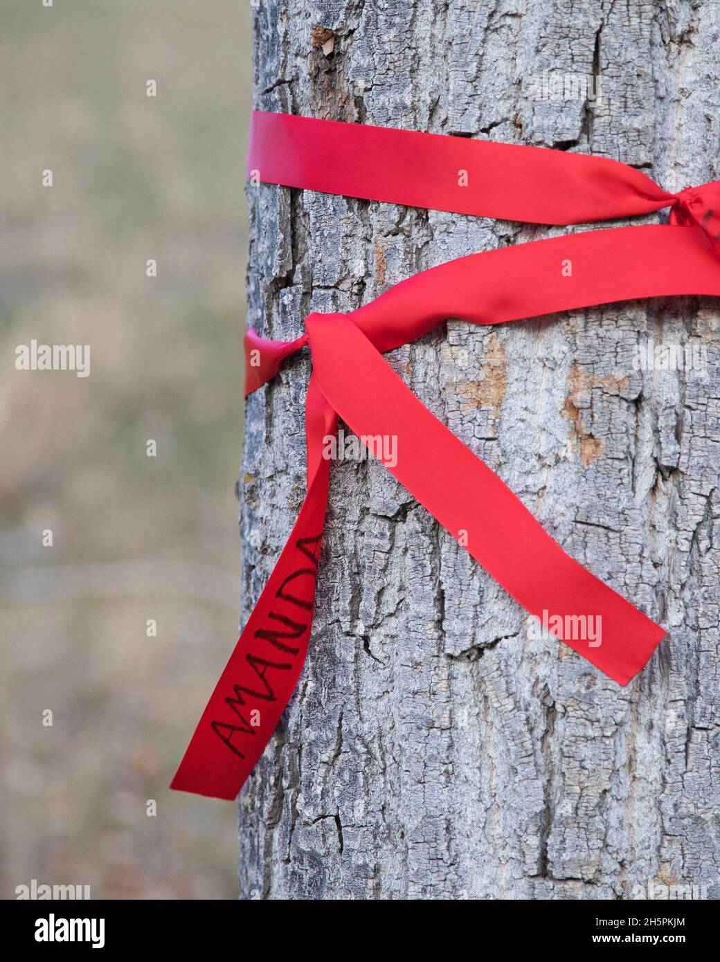 Rotes Band, das zum Gedenktag an einen Baum gebunden ist, als Denkmal für eine vermisste oder ermordete indigene Frau. Stockfoto