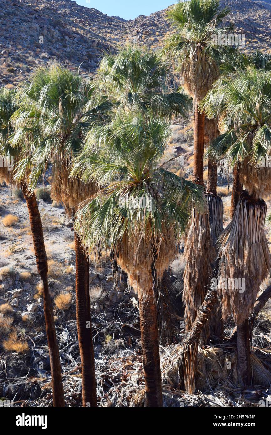 Grove of Desert Fan Palm (Washingtonia Fillifera) in einer Oase in der Nähe von Palm Desert, Kalifornien Stockfoto