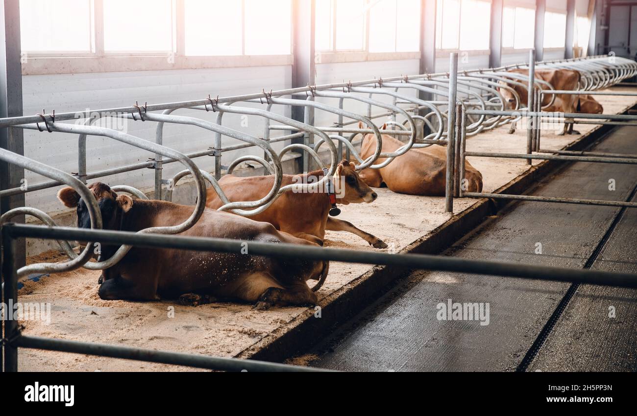 Schafe für schwangere Kühe, Bauernhof für die Produktion von Milch, Käse. Stockfoto