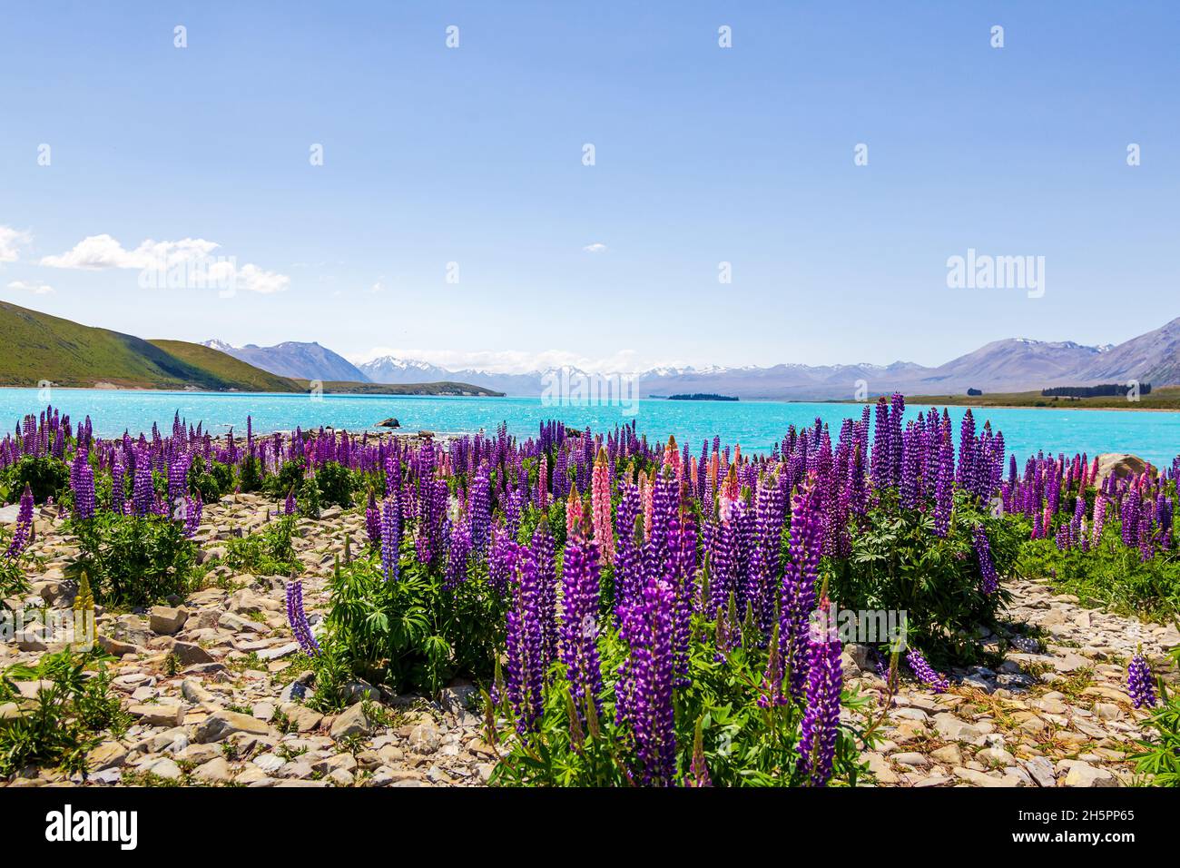 Landschaften am See von Neuseeland. Lupinenfelder am Ufer des Lake Tekapo, Südinsel Stockfoto