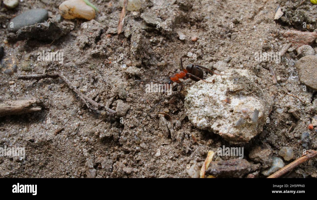 Ameisen sammeln Nahrung aus nächster Nähe. Die kleinen fleißigen Insekten sind sehr flink Stockfoto
