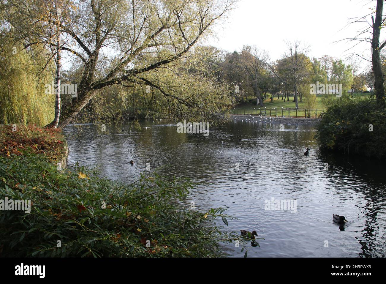 Vogelwelt auf einem malerischen Park See ohne Menschen Stockfoto