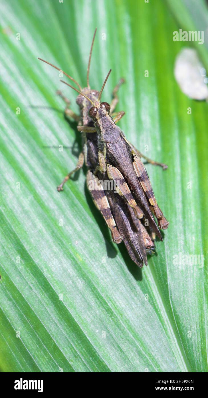 Vertikale Aufnahme von Heuschrecken, die sich auf einem Blatt paaren Stockfoto